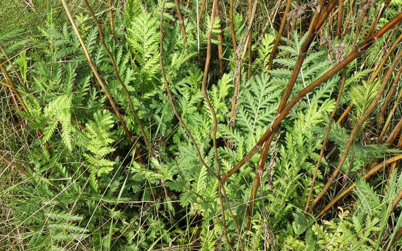 Common Tansy | Minnesota Department of Agriculture